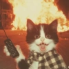🧿Gatitos Gatos Miau🐱🐈 16