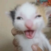 Kucing imut 5