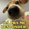 CACHORROS ENGRAÇADINHOS 🐶 10