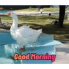 Good Morning 15