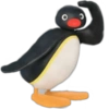 Pingu 🐧 O&M 12