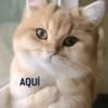 Kittens for u🐈💖✨ CLÁSICOS 5