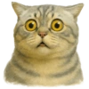 ✨️ Modo Gato 🐈🐱🐈‍⬛ 26