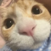 😻 GATITOS INFALTABLES 😻 12