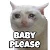 Funny Cats 16