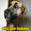 Memes gatos e cachorros 5
