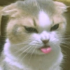 🐱🐾🐈 Cats ll 🐈🐾🐱 22