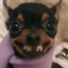 Pinscher e Chihuahua MEMES 9