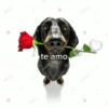 te amo alamy a