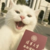 🧿Gatitos Gatos Miau🐱🐈 24