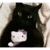 Gatitos Bonitos 2 😺💥💕 10