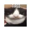 Kucing imut 26