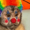 MACACOS ENGRAÇADOS 🐵🤣 5