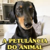 CACHORROS ENGRAÇADINHOS 🐶 12