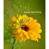 Good morning 34