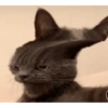Los gatos de tiktok 6