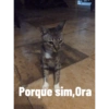 Pudim em grupos😂 10