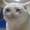 Sad cat 6
