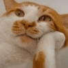 REAÇÕES GATINHOS 🐈🐈‍⬛ 11