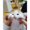 Милый котенок 21