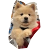 Perritos mal recortados 14
