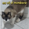 Mozart bolado 9