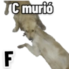 Perritos 22