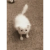 Kucing imut 21