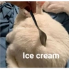 Solo gatos 19