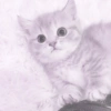 ♡ ֺ ⃝♡ᜓ.  gatitos.  ♡ 14