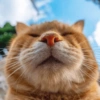 🐱🐾🐈 Cats ll 🐈🐾🐱 17