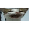 Los gatos de tiktok 10