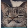 Los gatos de tiktok 5