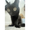 Gatito negro 10