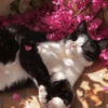 😻Gatos gaticos michis lindos 17