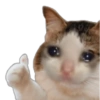 🐱🐾🐈 Cats ll 🐈🐾🐱 14