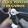 CACHORROS ENGRAÇADINHOS 🐶 16