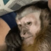 MACACOS ENGRAÇADOS 🐵🤣 13
