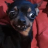 Pinscher e Chihuahua MEMES 8