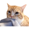 Gatitos tristes 22