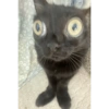 Gatito negro 15