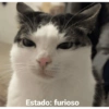 Gatitos Bonitos 2 😺💥💕 8