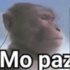 Macaco / monkey 3