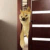 Sticker pack 3 (dogeism) 7