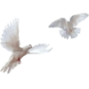 ˙ 𖥦  ⪧ ◟aestehetic white˒ ˶🤍 12