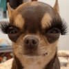 Pinscher e Chihuahua MEMES 11