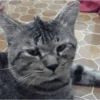 Catscatacats9 16