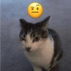 Kucing imut 2 21