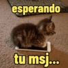 😻Gatos gaticos michis lindos 18