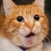 🐈🐱 Gatos Reacciones 🐈🐱 1 9